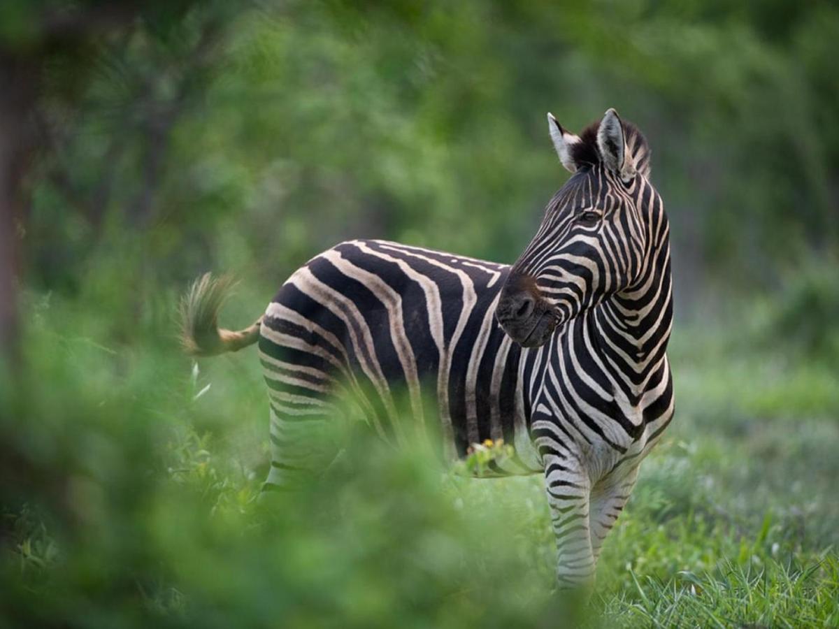 Ujabule Lodge Hoedspruit Luaran gambar